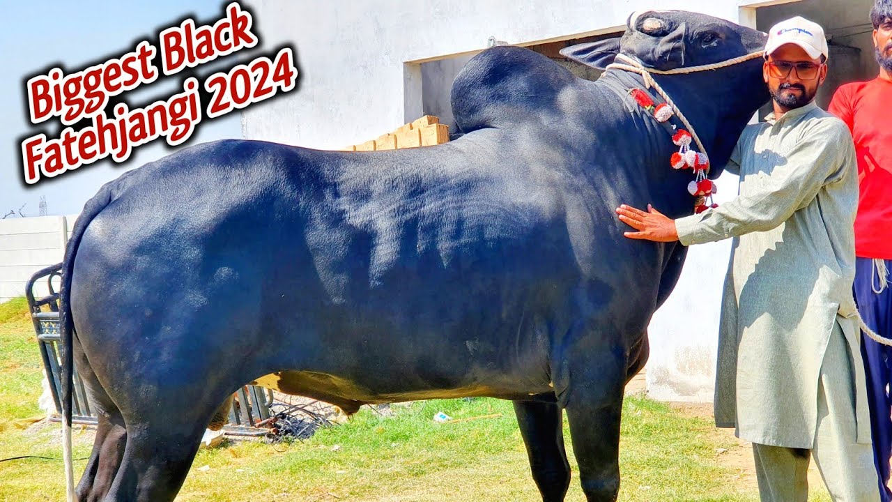 Biggest Black Fatehjangi Racer Beauty_Bakra Eid Qurbani 2024