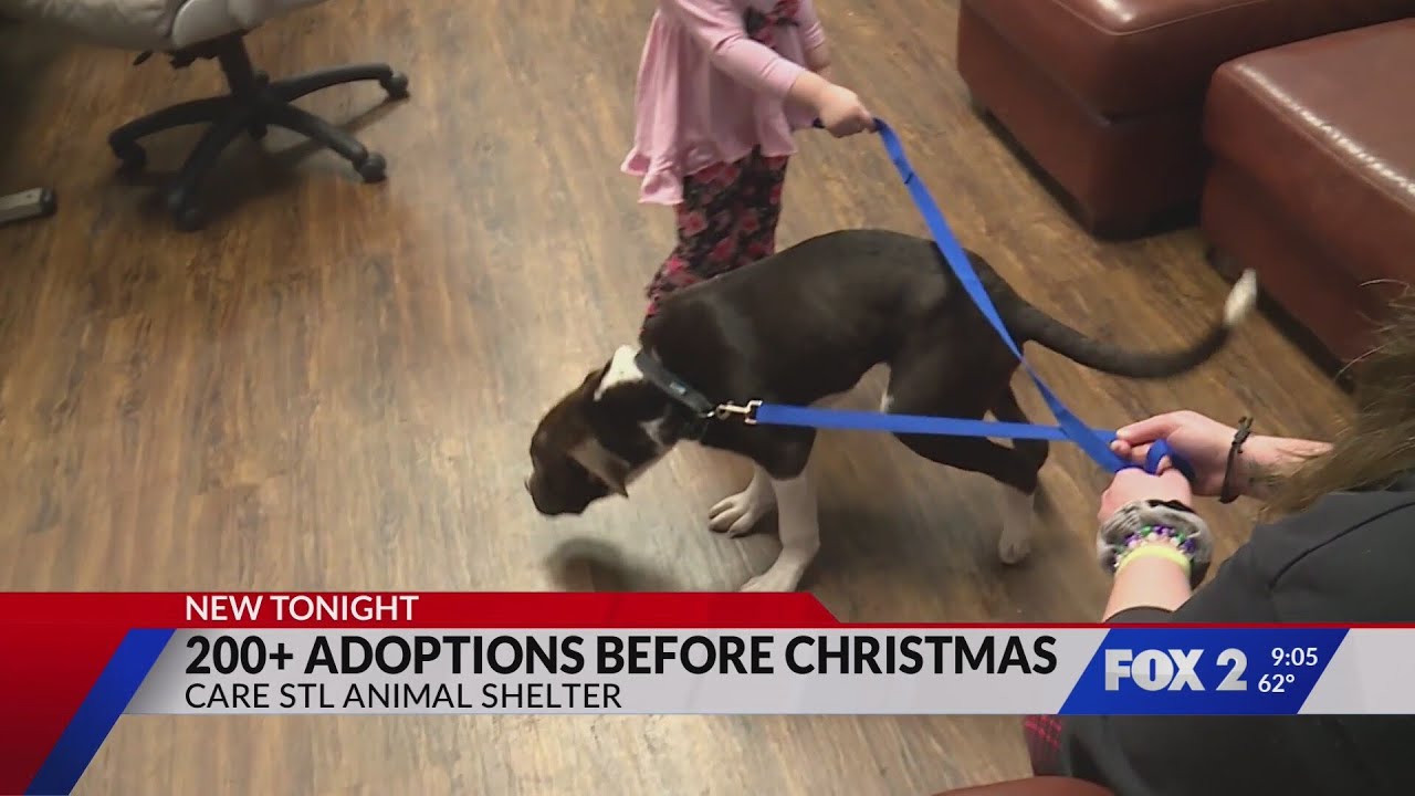 More than 200 dogs adopted from St. Louis city shelter ahead of Christmas
