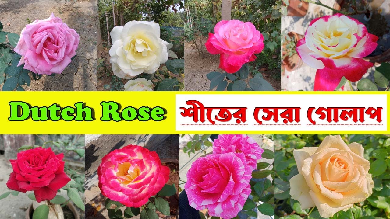 Hybrid Dutch Rose on soil in Winter | মাটিতে গোলাপ | Top rose variety #flowers #gardening #rose