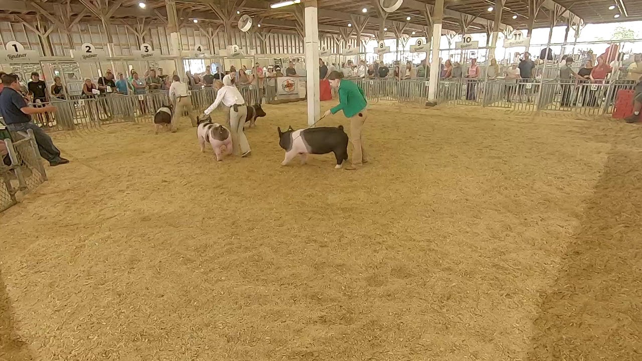 4-H/FFA Swine Showmanship