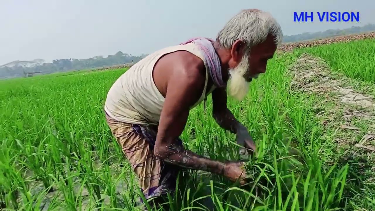 কৃষকের কথা মুল্য আছে। আপনি শুনলে অবাক হয়ে যাবেন। #কৃষক #গ্রামবাংলা #viral 