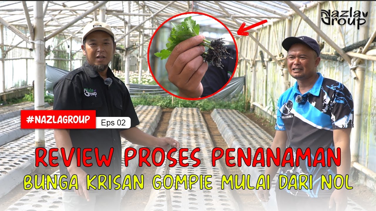 REVIEW PROSES PENANAMAN BUNGA KRISAN GOMPIE MULAI DARI NOL SAMPAI PROSES TANAM | PART 1 #2