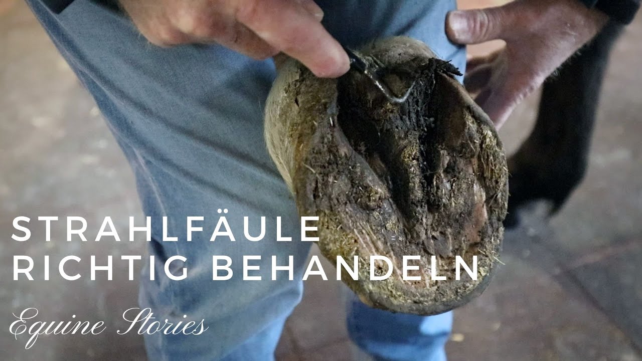 Strahlfäule - So geht ihr am besten damit um I Wissen I Equine Stories