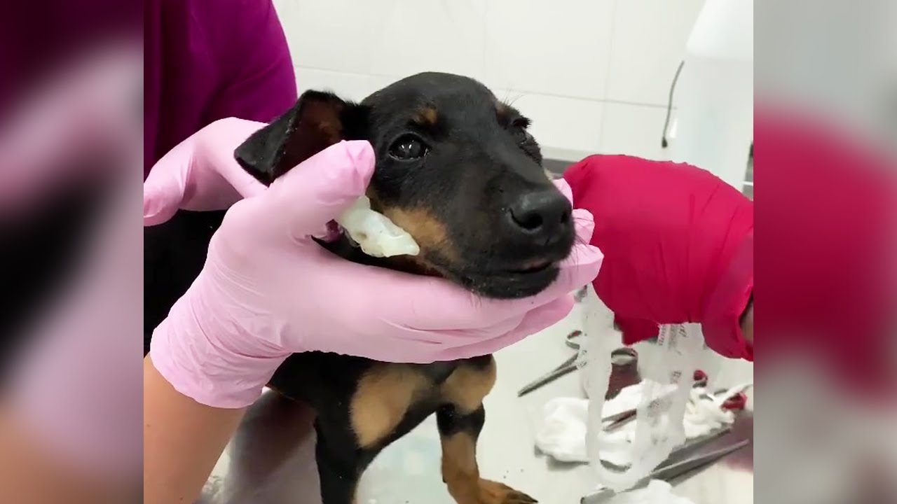 Seeing him as useless the owner made him so and tears of sadness
