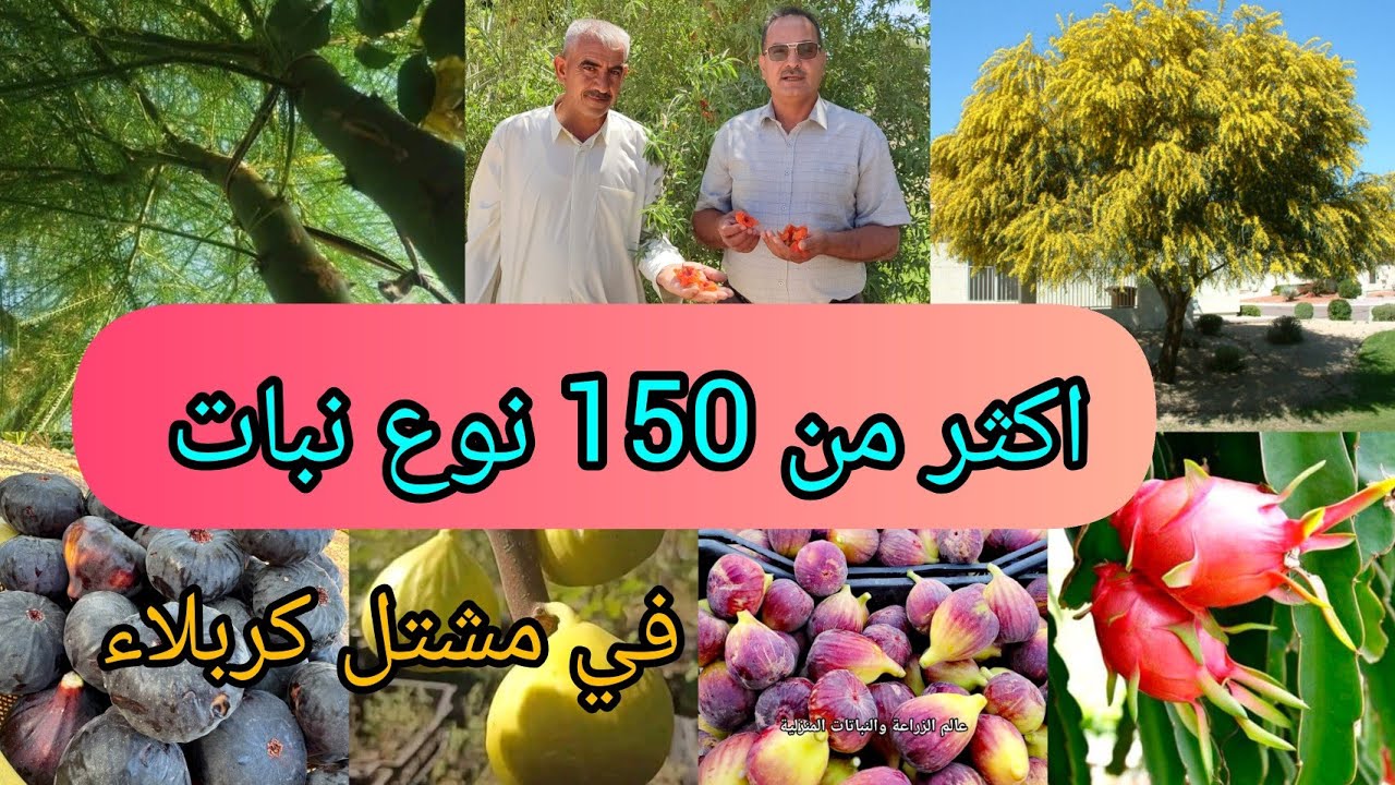 اكثر من 150نوع نبات في  جولة زراعية  مشتل كربلاء للنباتات الاستوائية وشبه الاستوائية والنادرة