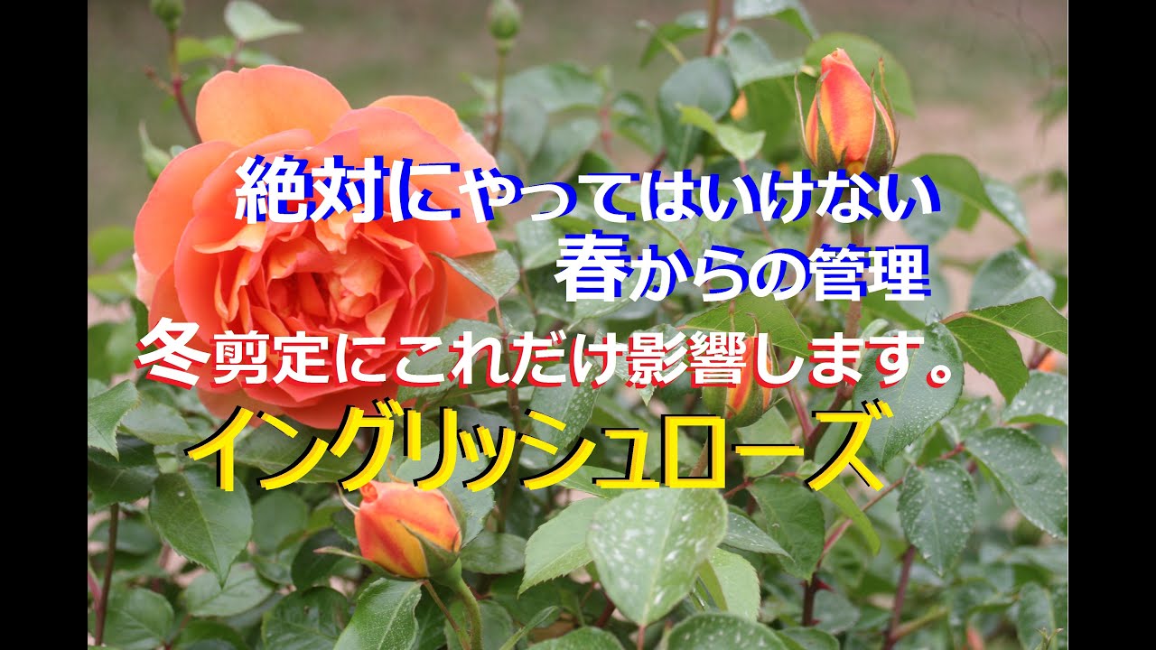 イングリッシユローズ　絶対にやってはいけない春からの管理　冬剪定にこんなに影響します。