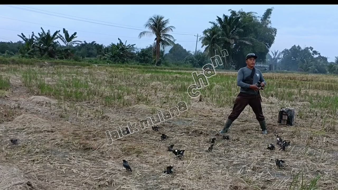 Mikat jalak menggunakan pulut lidi di lokasi persawahan mantap
