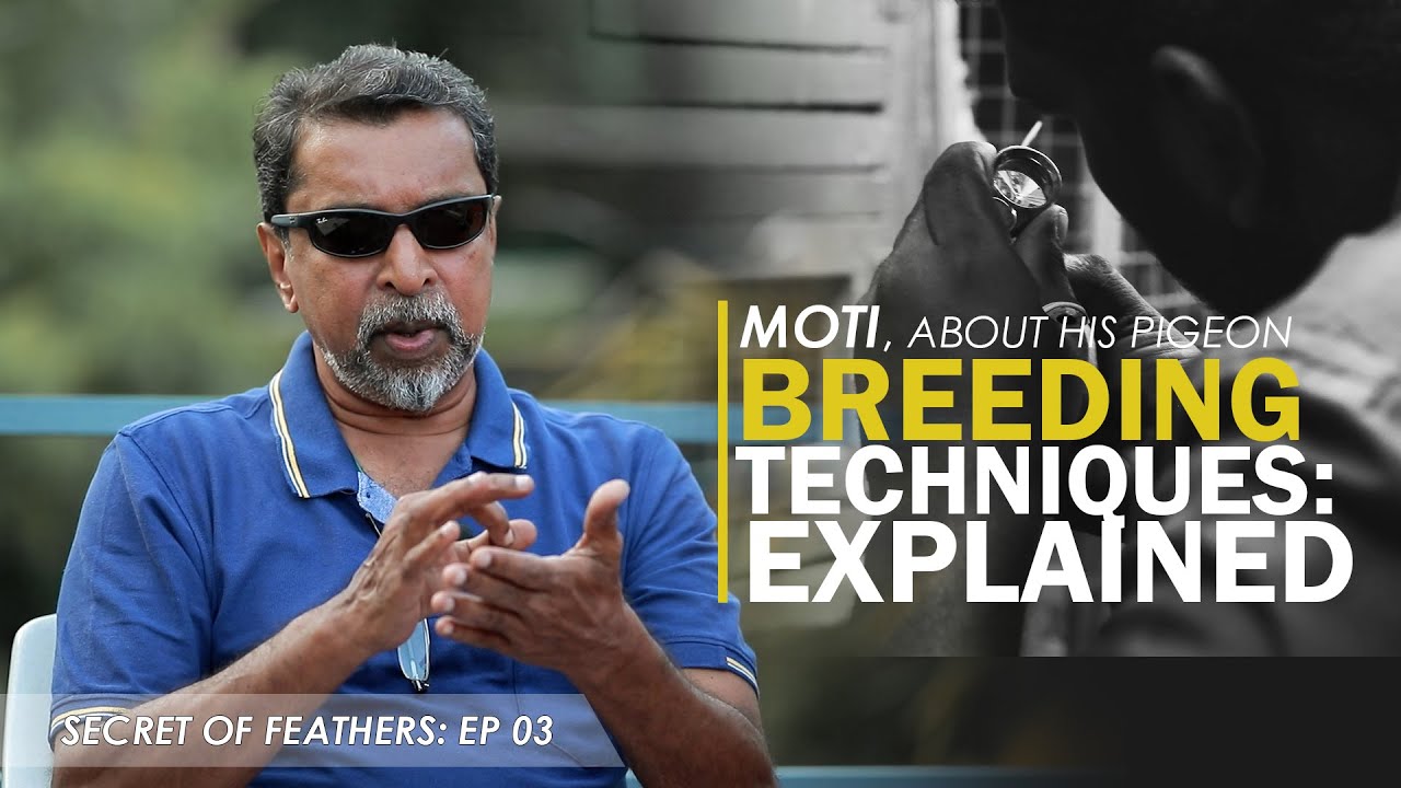 MOTI OOMMEN | SECRET OF FEATHERS | EP3 | HIGHFLYERS INDIA | PIGEON
