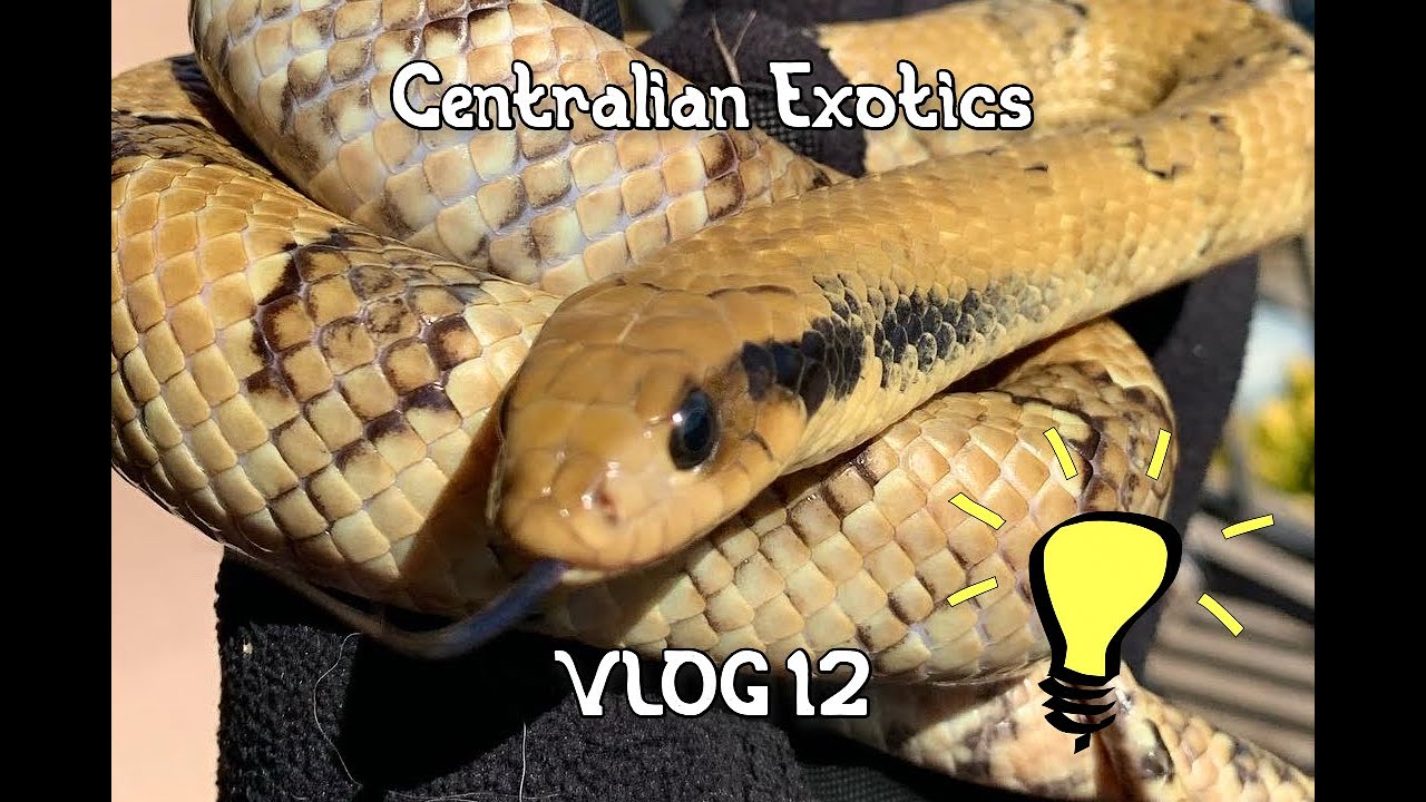 Bedroom Science: Did UVB Lighting Transform My False Water Cobra's Pigmentation? VLOG 13