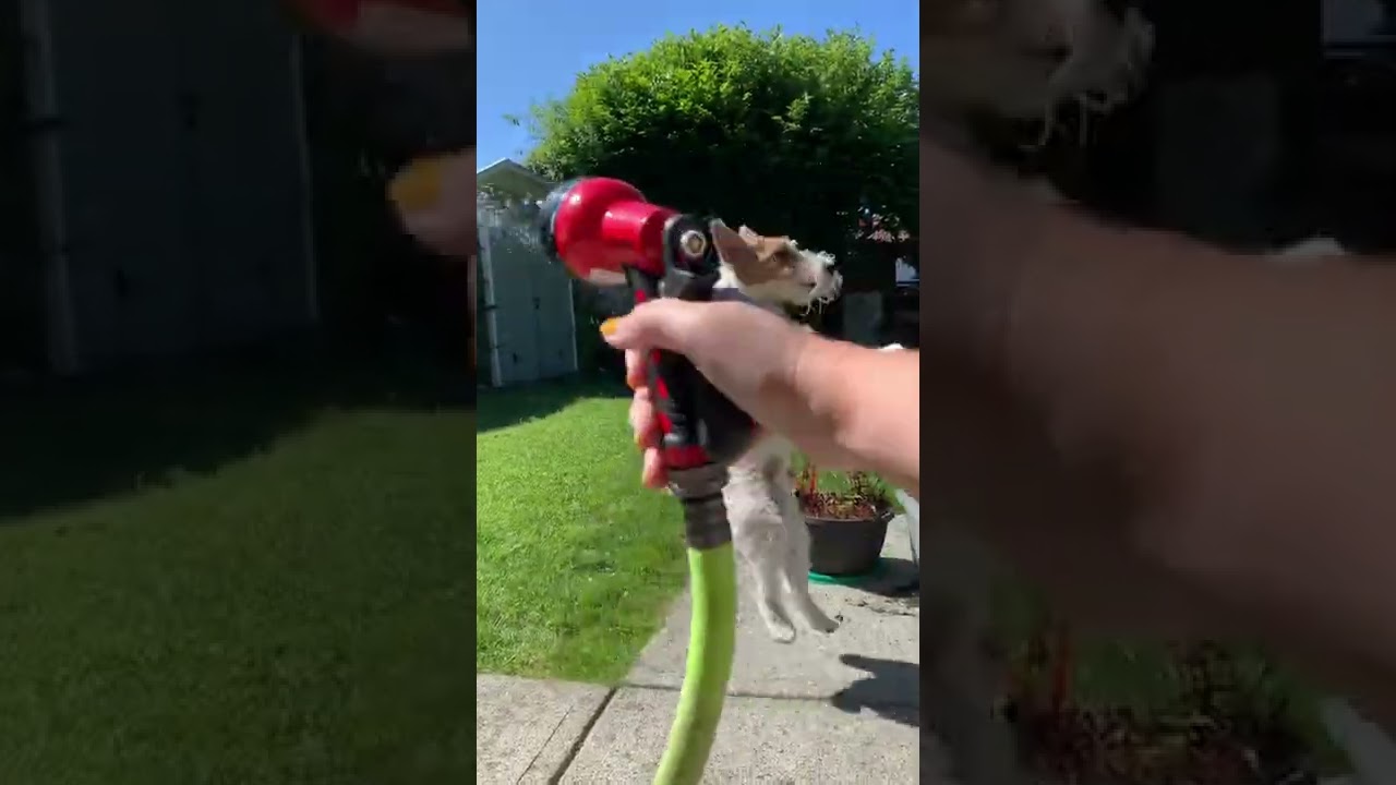 Wire fox terrier is obsessed with the hose !  #wirefoxterrier #summertime