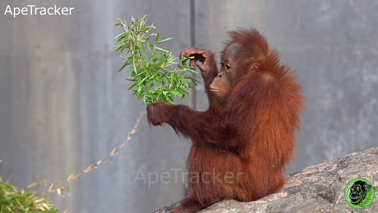 Toddler Orangutan Spectacular Tree Fall ! 🦧😆