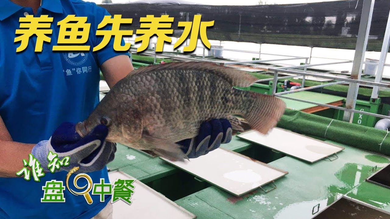 一排排的铁皮箱子竟能养出高品质罗非鱼？他用循环系统来养鱼，让鱼一直在干净的水里生活，真正做到了“养鱼先养水”！|「谁知盘中餐」20230805
