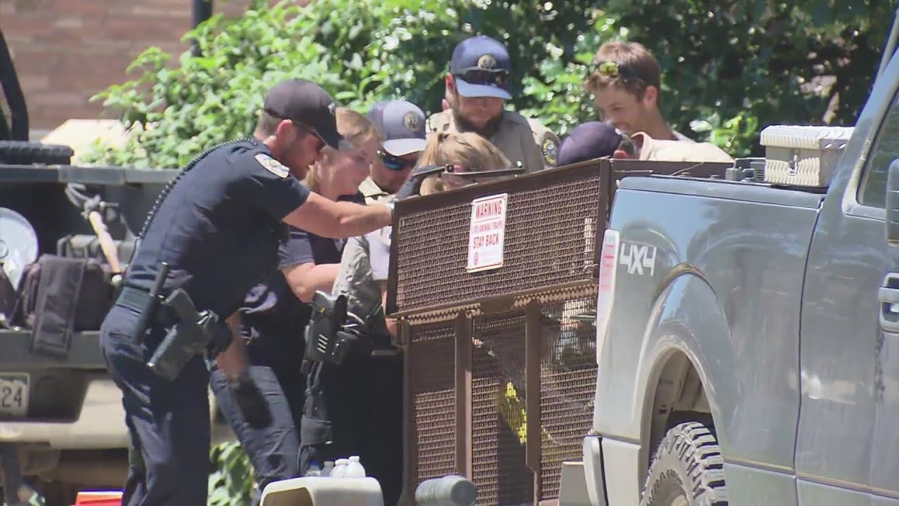 Bear tranquilized after roaming onto University of Colorado Boulder campus