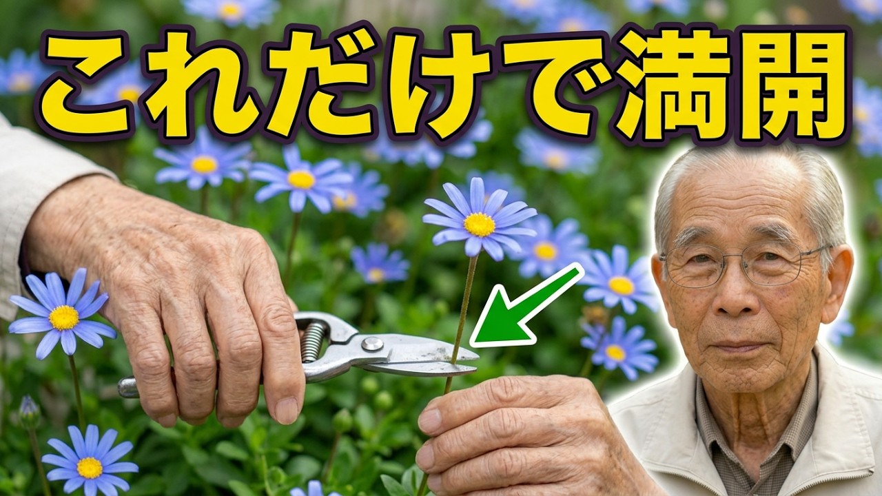 ブルーデージーの育て方