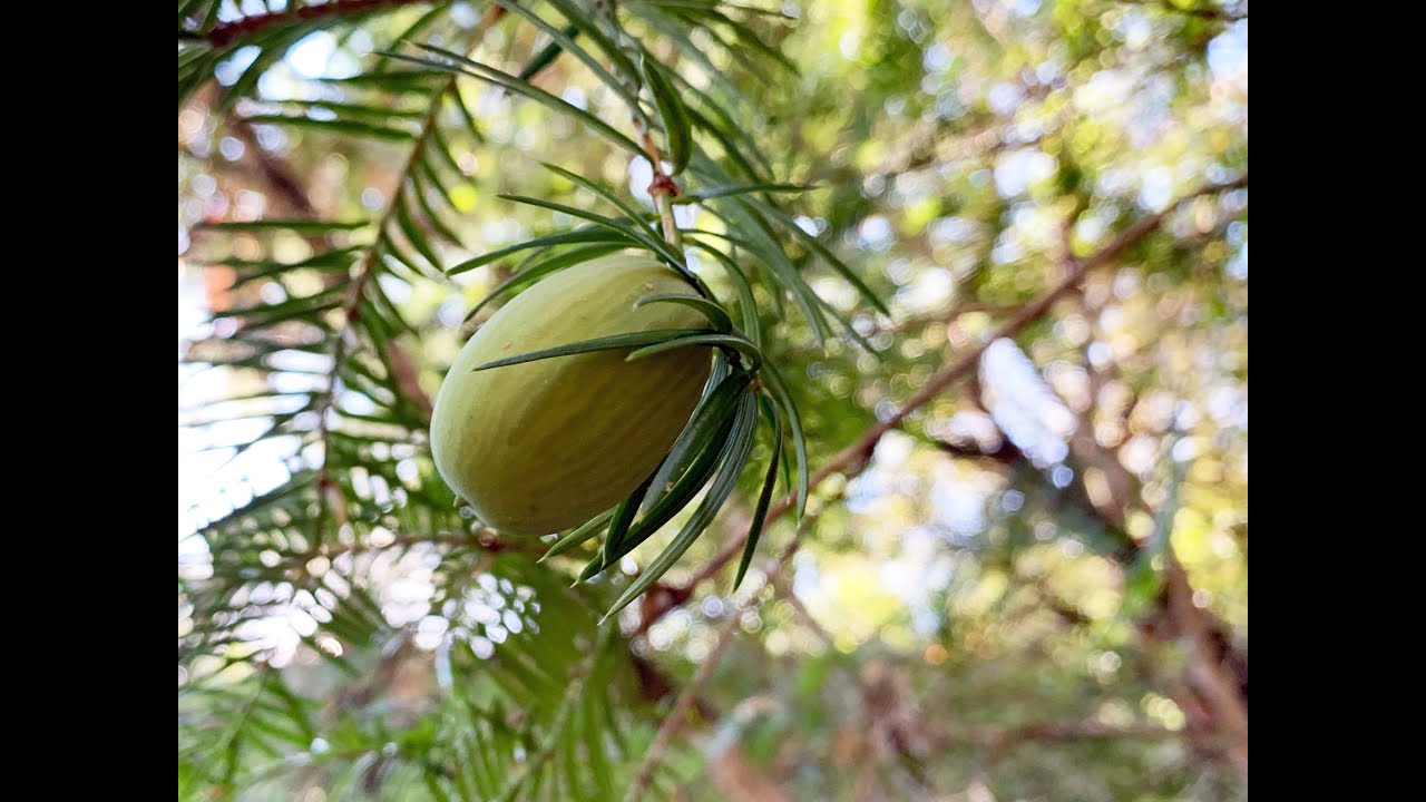 Torreya californica (California-nutmeg)