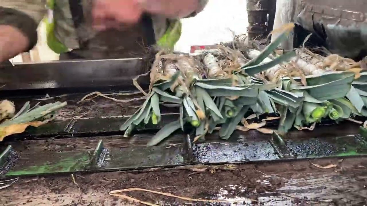 VERHOEST SELF PROPELLED LEEK HARVESTER