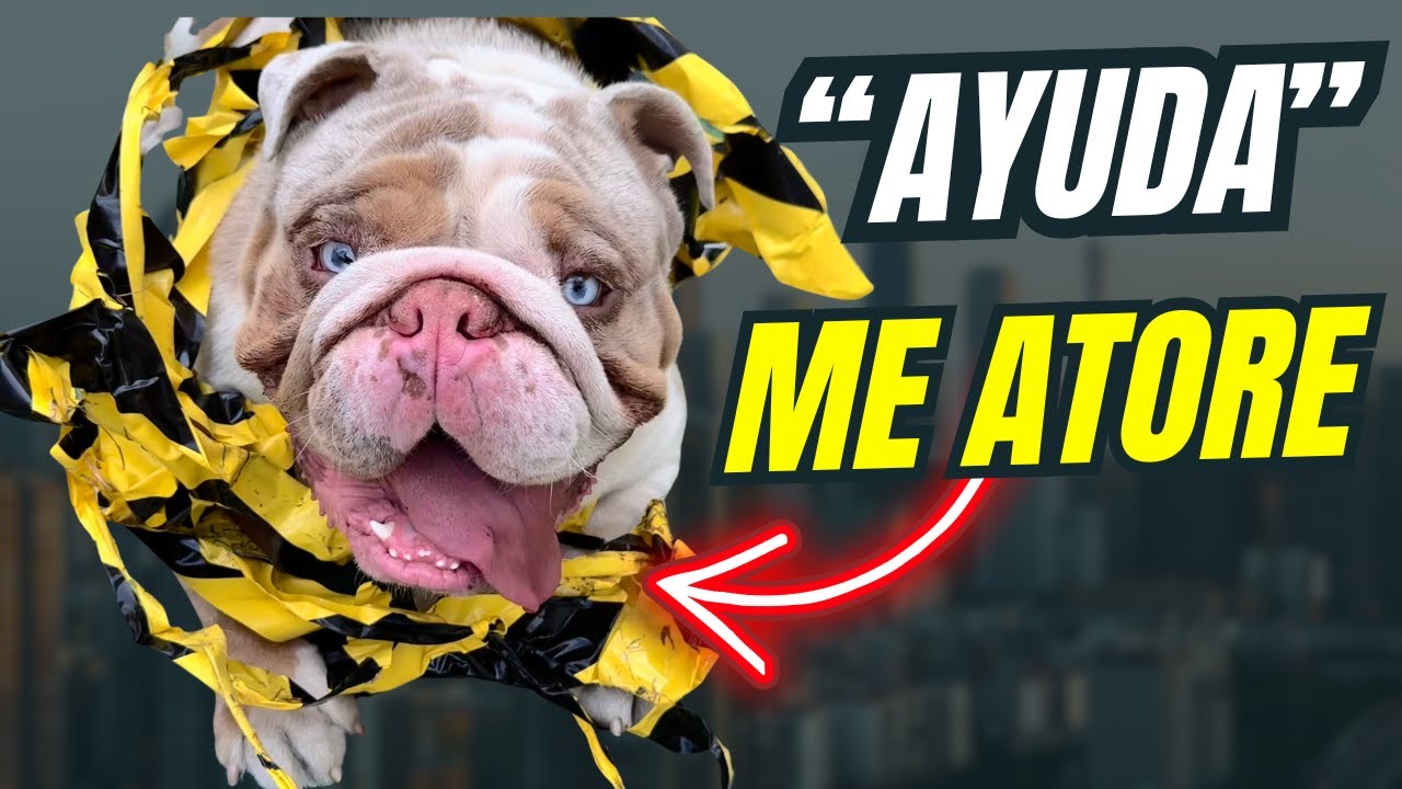 Un BULLDOG de 30KG no puede saltar tan ALTO... ¿O SI?