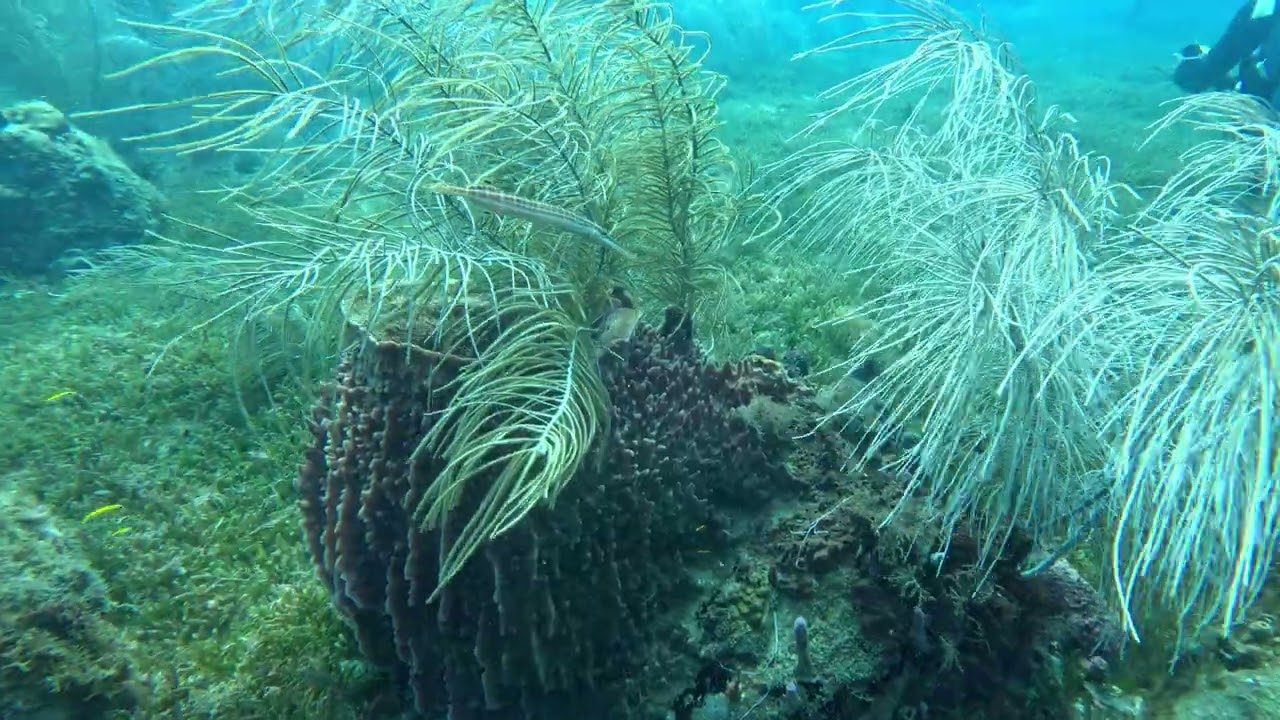 Diving with TommyJ   St. Lucia  Sandals
