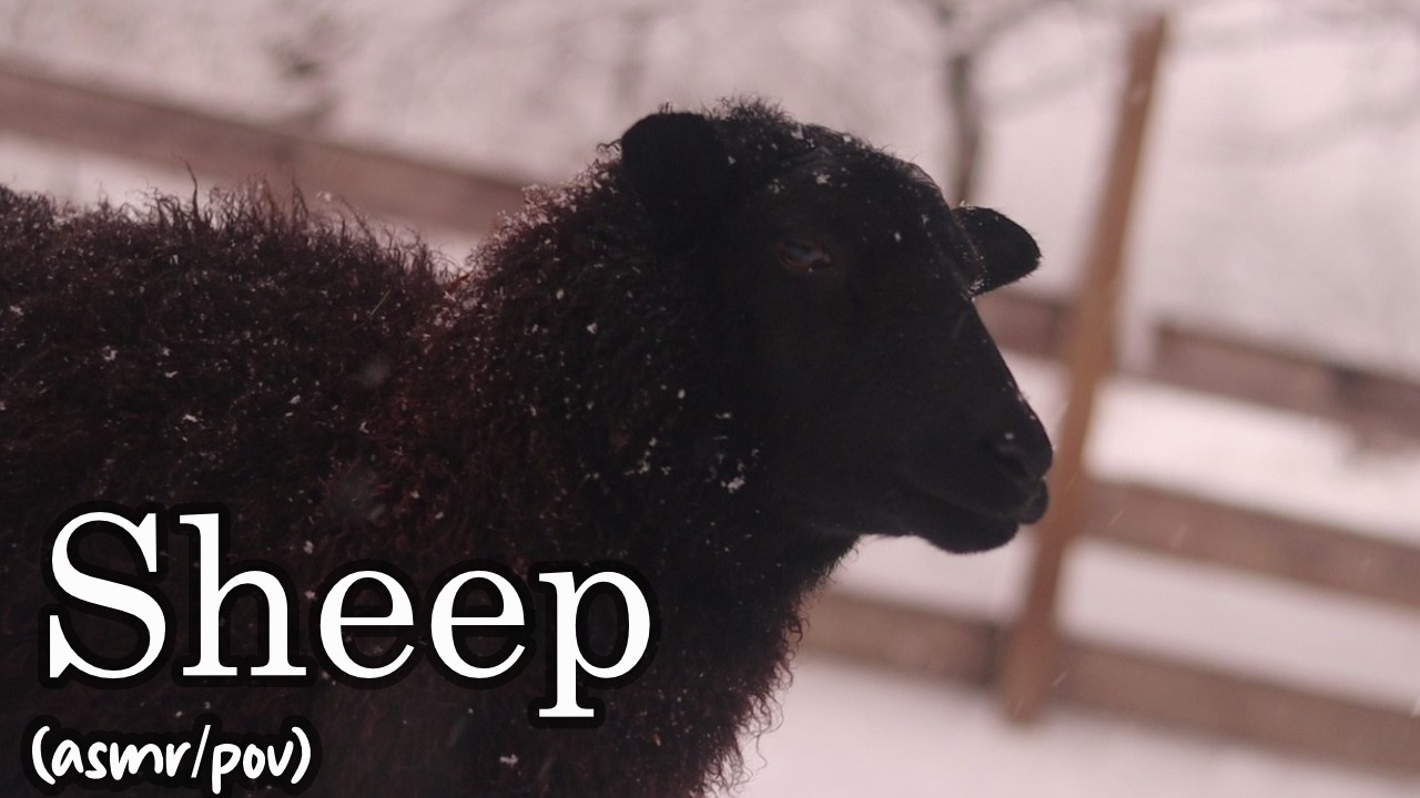 Sheep Pov ❄🐑 Shetland Sheep Ewe not getting milked but that won't stop her [the dry life POV | ASMR]
