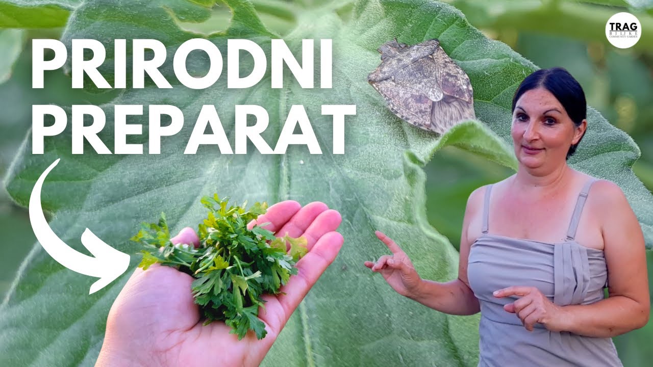 Натуральное средство от зеленых клопов (Nezara viridula) - DIY рецепт