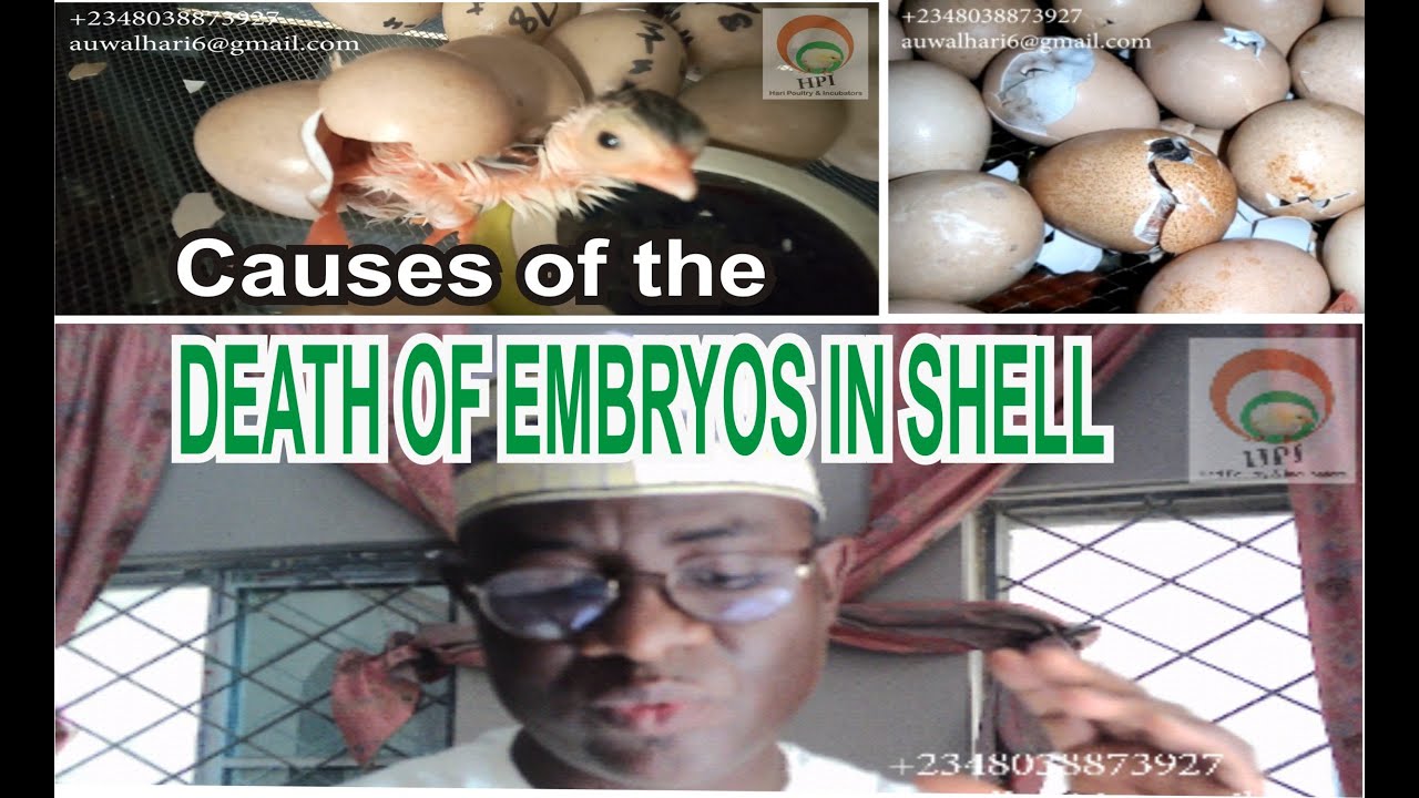 Reasons for the Death of Embryos in Shell during Egg Incubation
