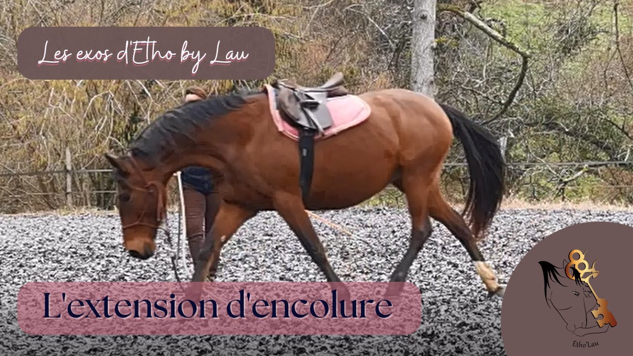 Apprendre l'extension d'encolure à son cheval depuis le sol