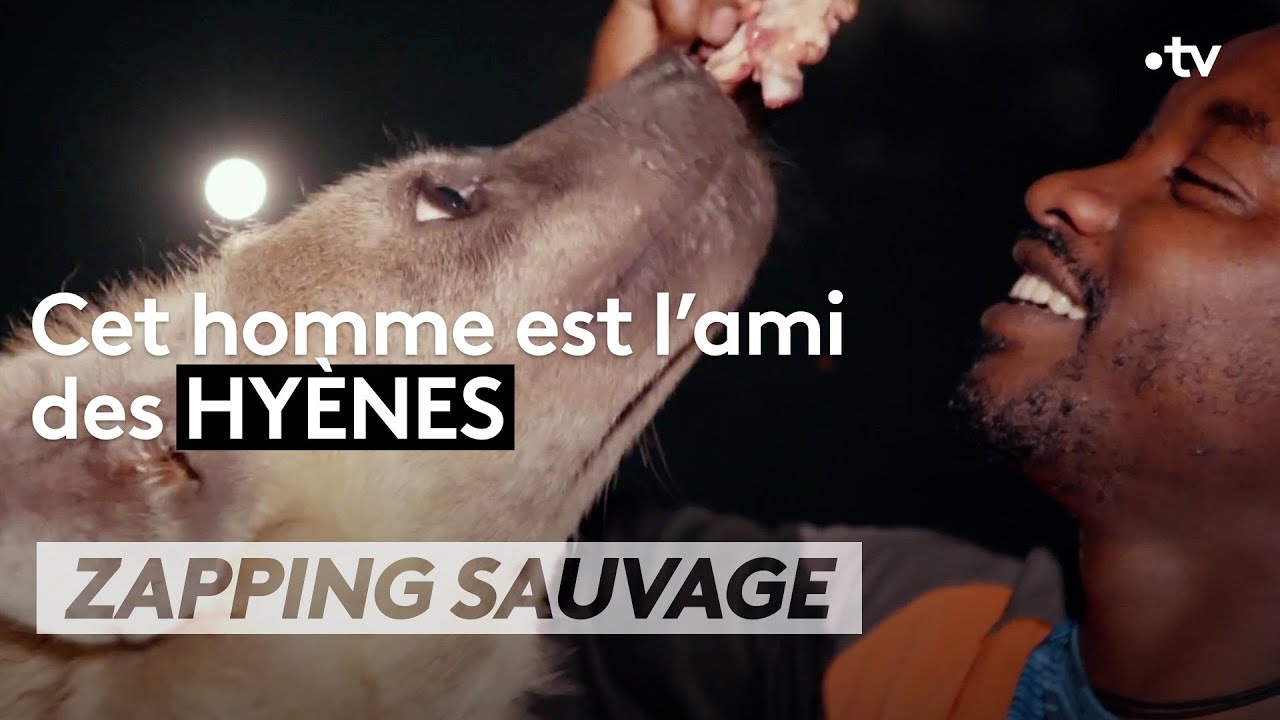 Cet homme est l'ami des hyènes - ZAPPING SAUVAGE