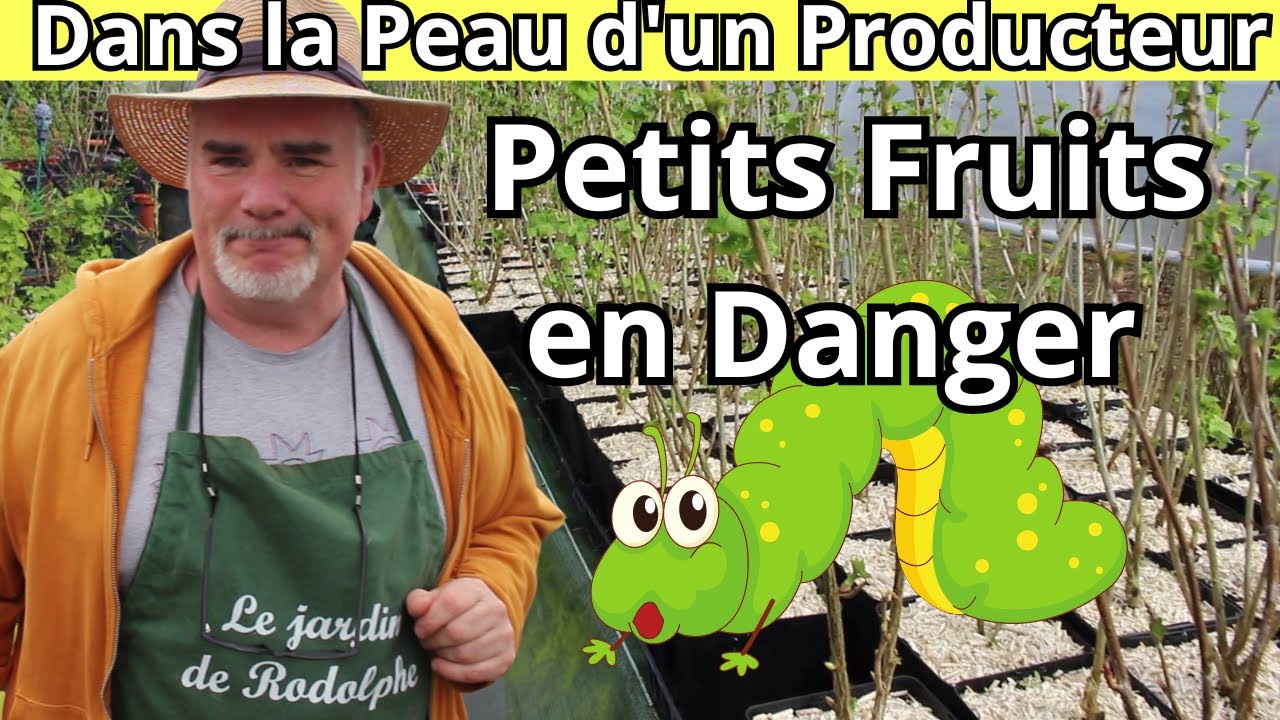 Intrus au Jardin: Comment les Chenilles ont Déclaré la Guerre aux Groseilliers
