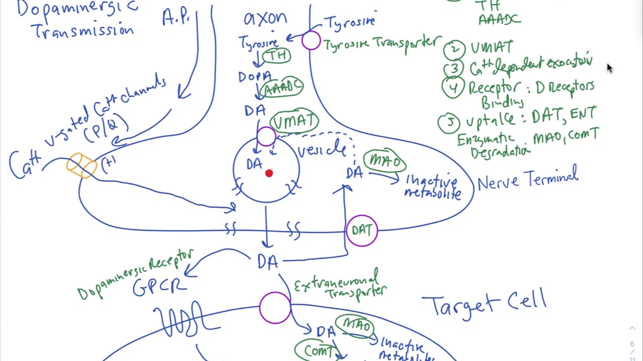 Schneid Guide to Dopaminergic and Adrenergic Transmission