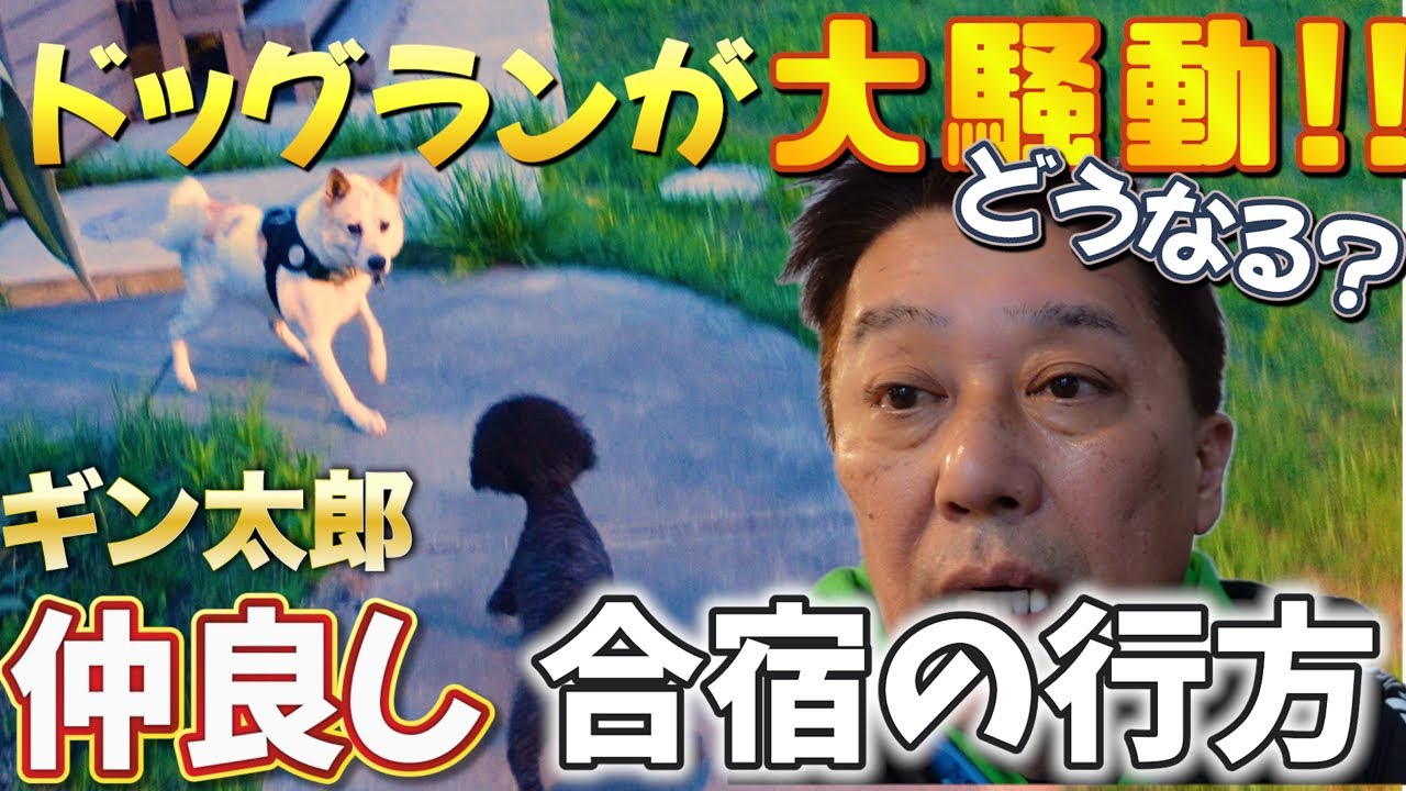 ドッグランが大騒動！26兄弟と新入りギン太郎の賑やかな日々！