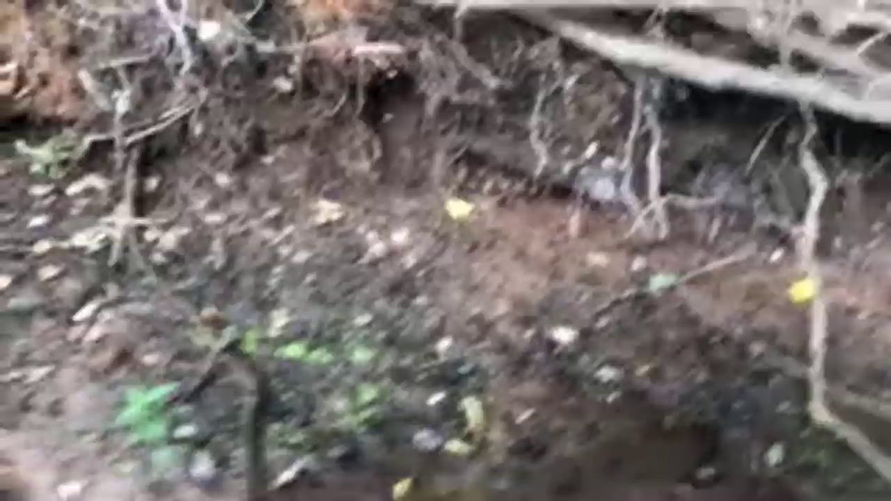 Live streaming from the creek this morning hunting Patterdale Terrier Pups