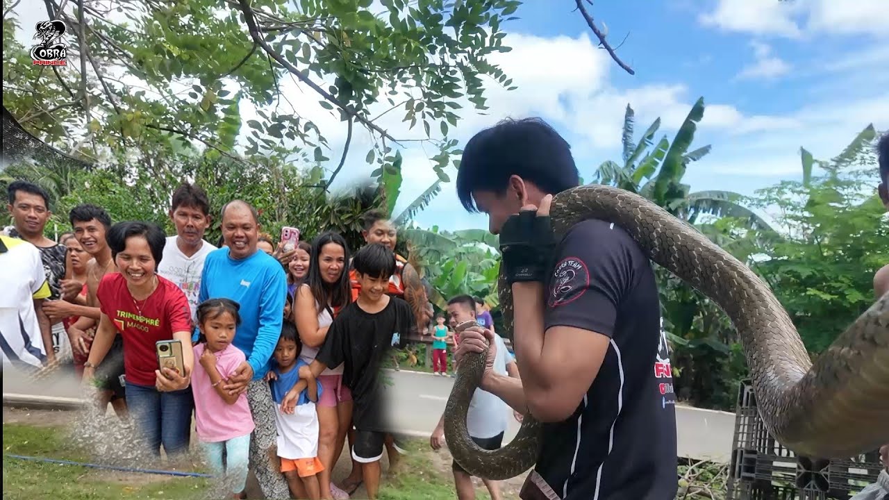 KING COBRA NA TUMITITTILAOK  ANG PINAHULI KAY COBRA PRINCE