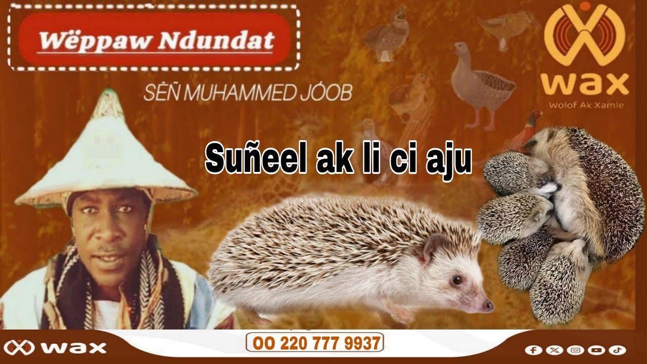 Suñeel ak li ci aju.