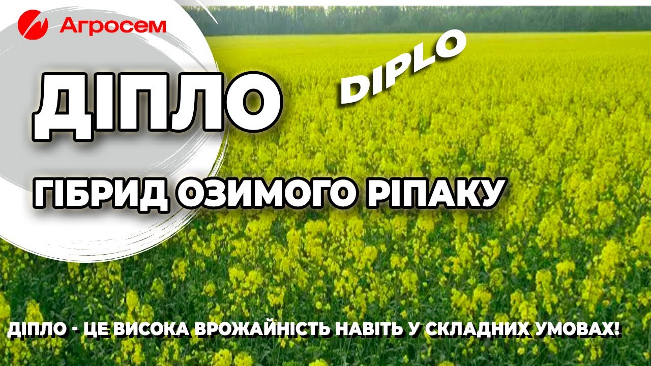 Діпло — гібрид нового покоління: економія добрив та здорові посіви | Агроогляд