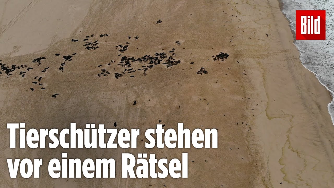 Namibia: Mehr als 7000 tote Seehunde an K&uuml;ste