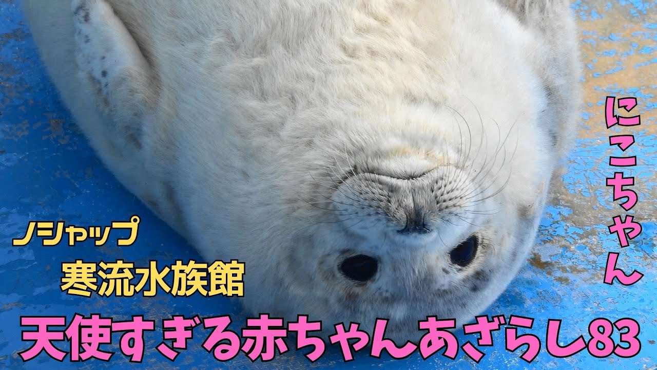 天使すぎる赤ちゃんあざらし８３　にこ / Baby seal that is too angelic 83　NICO