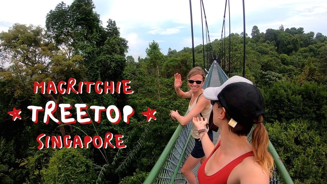 TREETOP WALK | MacRitchie Reservoir Singapore