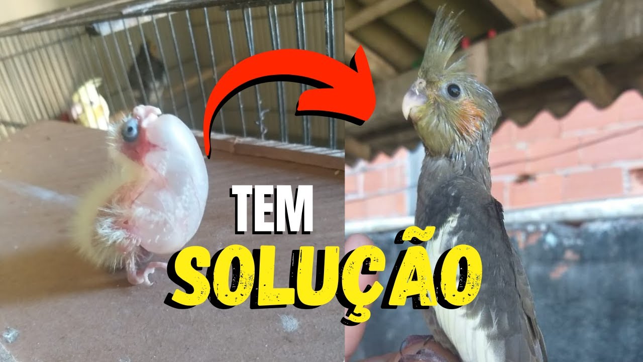 FILHOTE BALÃO, AR NO PAPO OU ROMPIMENTO DE SACO AÉREO?