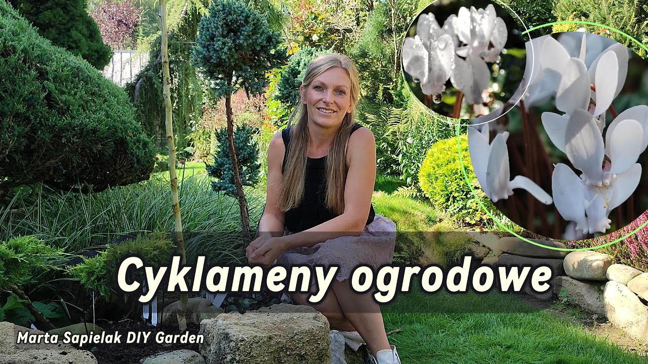 Cyklameny ogrodowe