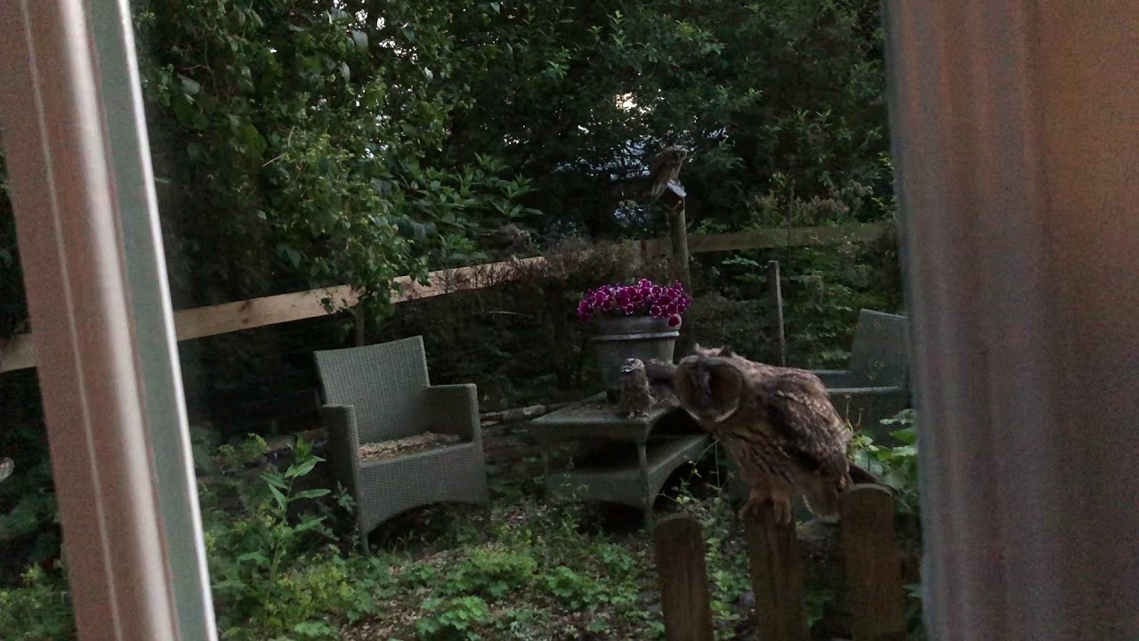 Vroege Vogels - Jonge ransuilen in de tuin