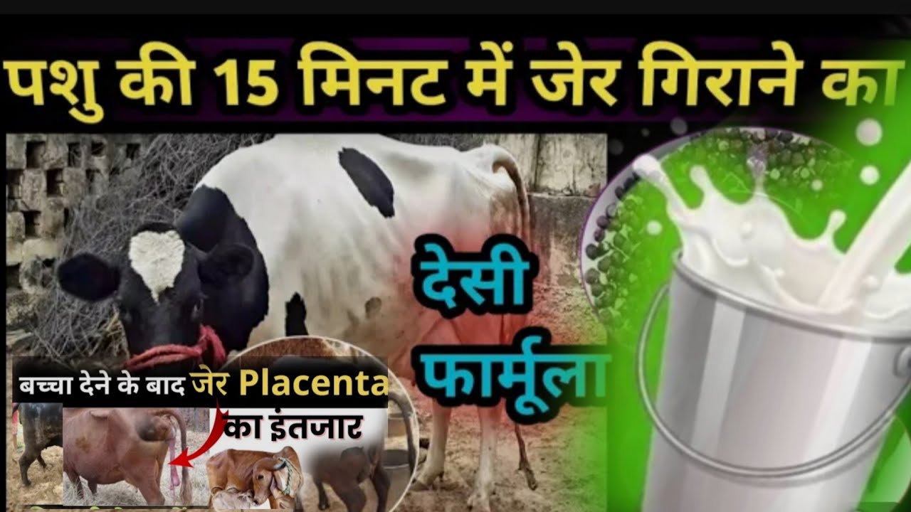 गाय भैंस की जेर गिराने का जबरदस्त फार्मूला ! Gay bhains ki jer kaise nikale  Girane ka tarika!!