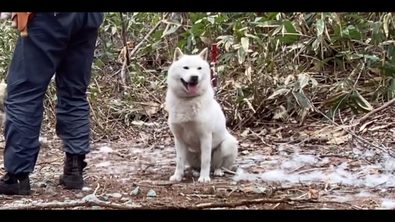 北海道犬の展覧会前日、行者にんにく採りの帰りに3頭まとめて換毛作業(ムダ毛処理)