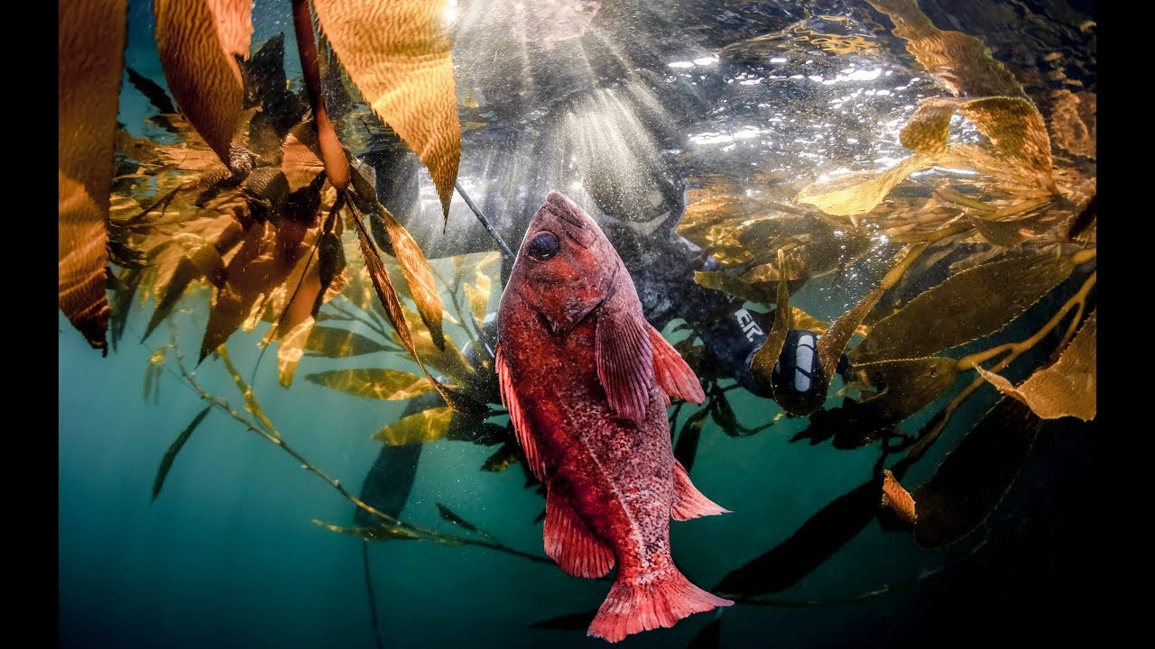Spearfishing Carmel 