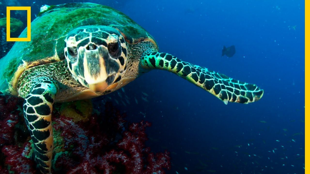 &iquest;Puede contribuir la BIOFLUORESCENCIA de las TORTUGAS a encontrar la CURA del CANCER? | NatGeo