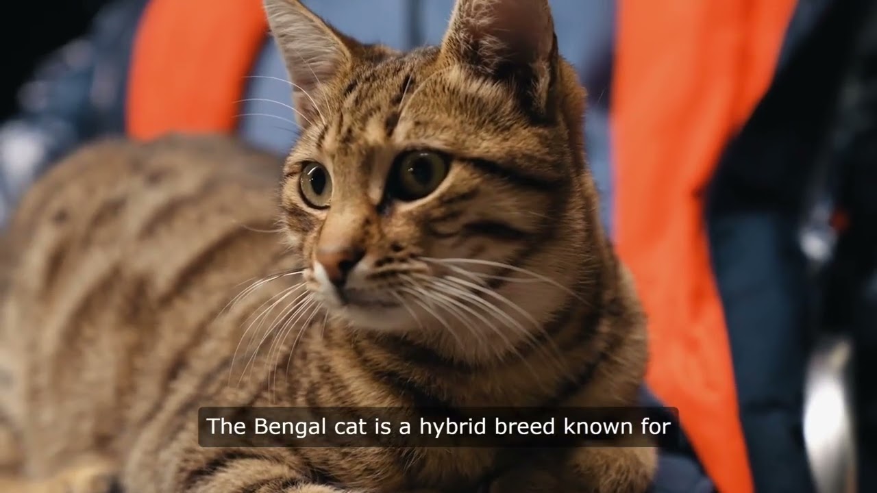 Top 5 Most Intelligent Cat Breeds