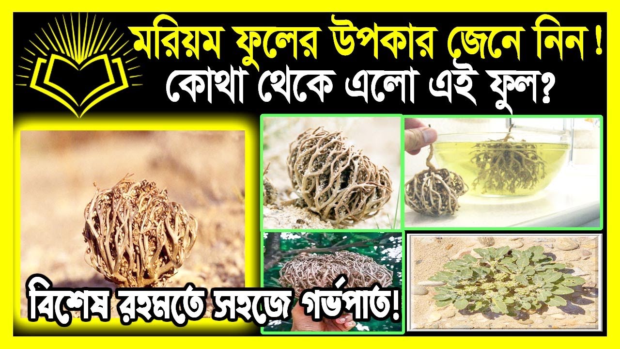মরিয়ম ফুল এর আশ্চর্য উপকারিতা জেনে নিন!