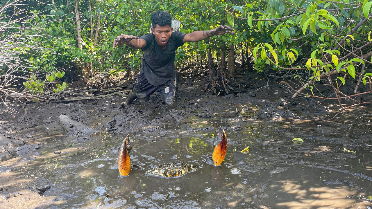 Wow! Find Giant Mud Crabs In Mangrove Forest - Fishing Unique