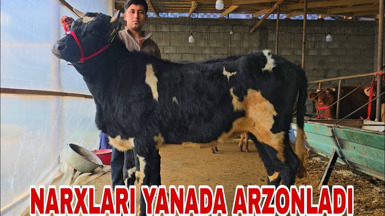 Akbarshox ukamizdan yangi partiya bo'g'oz mari va ona bola sigirlar 8 февраля 2026 г.