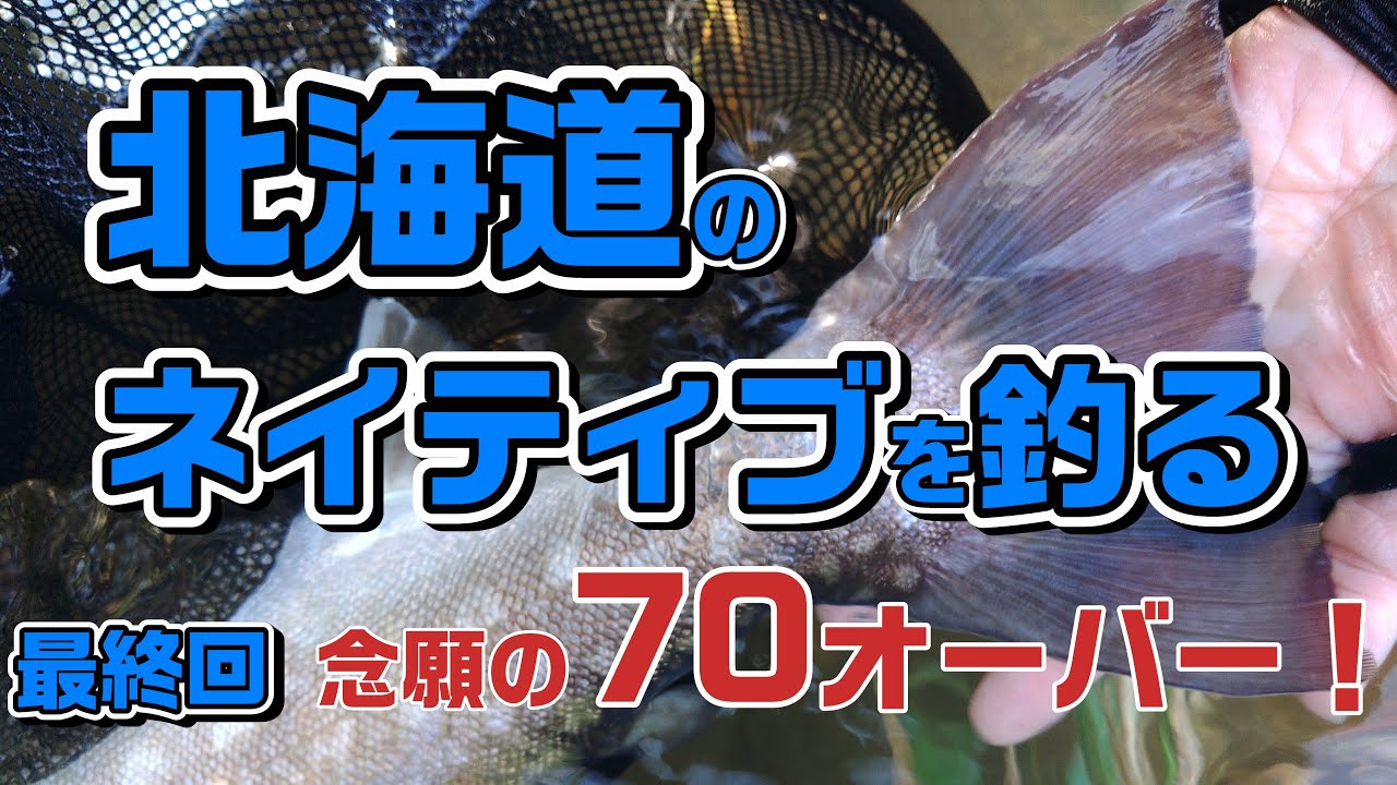 【極太７０アップ炸裂！】北海道遡上アメマス　【４K】2025年9月6日　北海道某河川アメマス釣り