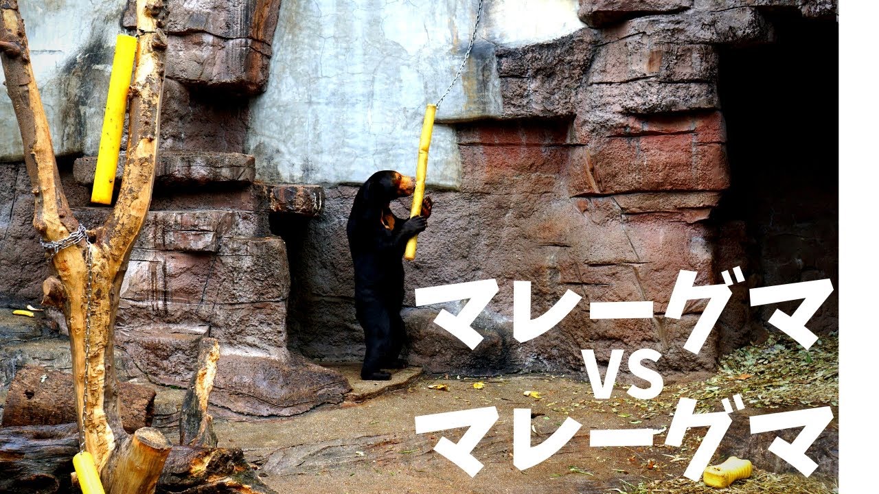 マレーグマ びっくり in 大阪／Sun Bear in Osaka（天王寺動物園動画）